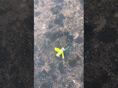 Kembang Api Bumble Bee Aman, Kembang Api Mandarin Toy Story CECE Sertifikasi